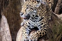 Private La Paz Waterfall Gardens & Starbucks Alsacia Coffee Tour