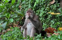 Ubud Monkey Forest - Rice Terrace - Jungle Swing - Water Temple