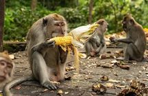 Ubud Monkey Forest - Rice Terrace - Jungle Swing - Water Temple