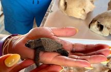 Kuriat Islands trip by Yacht 