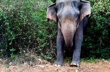 Private Day Trip To Sigiriya Dambulla and Safari From Trincomalee