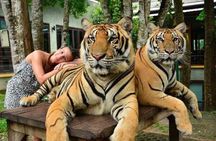 Phuket city tour with Tiger Experience (Best Seller)