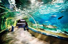Istanbul Aquarium and Shopping Tour with Hotel Transfers