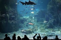 Istanbul Aquarium and Shopping Tour with Hotel Transfers