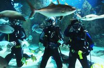 Istanbul Aquarium and Shopping Tour with Hotel Transfers