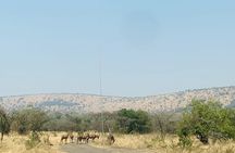 Akagera National Park Wildlife Experience