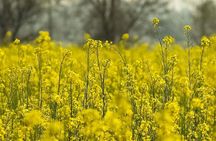 Amritsar City Tour and Farm Stay Retreat