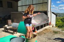 Vineyards in Spring Milan’s Perfect Wine Tasting & Lunch 