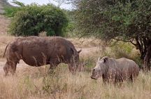  Nairobi National Park Half Day Tour