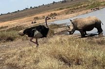  Nairobi National Park Half Day Tour