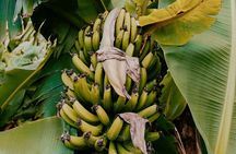 Shipwreck Sea Caves and Adonis Botanical Garden 