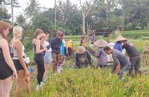 Ubud : Kintamani Downhill Cycling Tour with Lunch