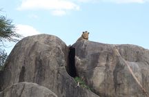 4 Day Experience the Ultimate Group Camping Tour Balloon Safari