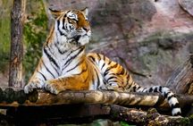 2 Days Sundarban Mangroves Tour from Kolkata