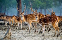 2 Days Sundarban Mangroves Tour from Kolkata