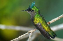 Barbados Bird Watching Experience (Transport Included)