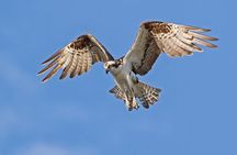Barbados Bird Watching Experience (Transport Included)