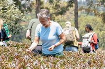 Purple Tea Farm Day Trip at Gatura Greens From nairobi