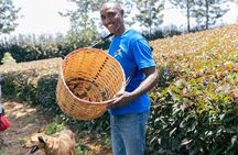 Purple Tea Farm Day Trip at Gatura Greens From nairobi