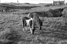 Private Half Day Tour in Shetland South Mainland
