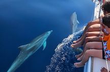 Experience sharing sailboat Marbella, dolphins, drinks ,elan 37