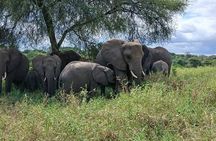 7 Day Tanzania Safari Adventure Serengeti and Ngorongoro