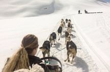 Dog Sledding & Animal Adventures – Anchorage Pickup