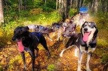 Guided Dog Sledding Adventure Tour, Anchorage Hotel Pickup