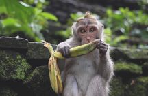 Ubud: White Water Rafting with visit Ubud Monkey Forest 