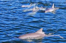 90 Minute Port River Dolphin & Ships Graveyard Cruise