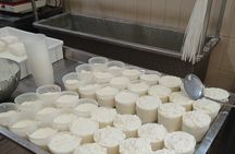 Pisa Exclusive Cheese Making & tasting experience