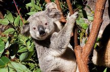 Byron Bay and Currumbin Wildlife Sanctuary Day Tour