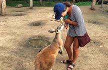 Byron Bay and Currumbin Wildlife Sanctuary Day Tour