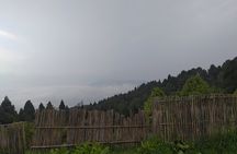 Darjeeling Forests on Foot