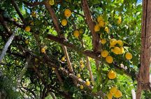Authentic sensory experience in Amalfi: Lemon, Honey, Food & Wine