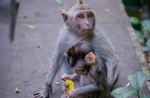 Bali Ubud Tour Monkey Forest, Waterfall, Temple & Rice Terrace