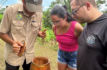 Discover the fascinating world of native bees and healing honey