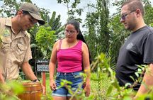 Discover the fascinating world of native bees and healing honey