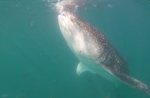 Swim with Whale Sharks in La Paz