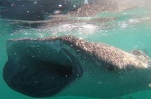 Swim with Whale Sharks in La Paz