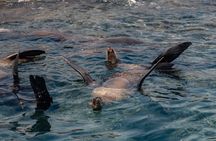 Marine Safari in La Ventana