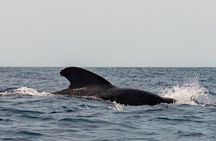 Marine Safari in La Ventana