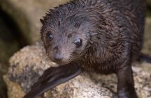 Seal Sanctuary Tour - Guided Kayaking - New Zealand