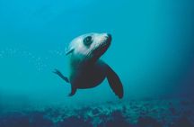 Seal Sanctuary Tour - Guided Kayaking - New Zealand