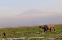 Two Days Guided Amboseli Tour