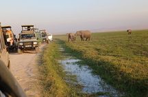 Two Days Guided Amboseli Tour