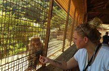 Kyoto: Arashiyama Tenryuji Temple, Bamboo Grove, and Monkeys Tour