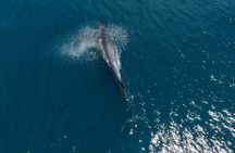 Wildlife expedition in the Sea of Cortez private trip