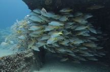 Scuba Diving in La Paz Private Tour