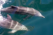 Milford Sound Extended Cruise with Southern Discoveries
